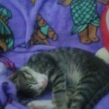 Photo de chat perdu à Vredekloof