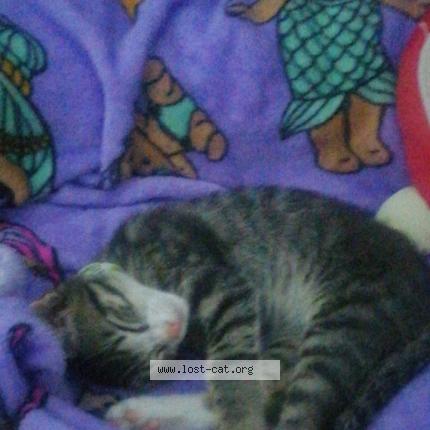 Photo 1/1 Chip Chat perdu à Vredekloof