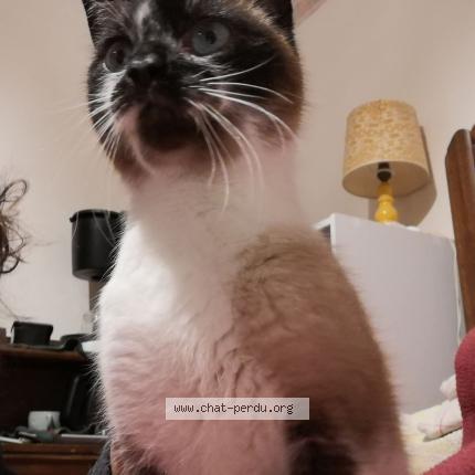 Photo 1/1 Chat trouvé Trouvé à Ports sur vienne