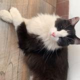 Photo de chat perdu à Beaupreau En Mauges