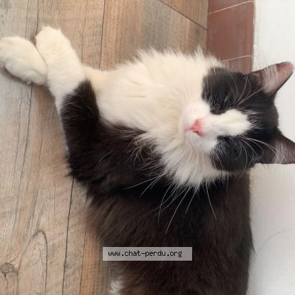 Photo 1/1 Oreo Chat perdu à Beaupreau en mauges