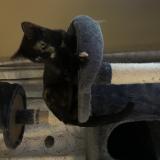 Photo de chat perdu à Warr Acres Ok 73122