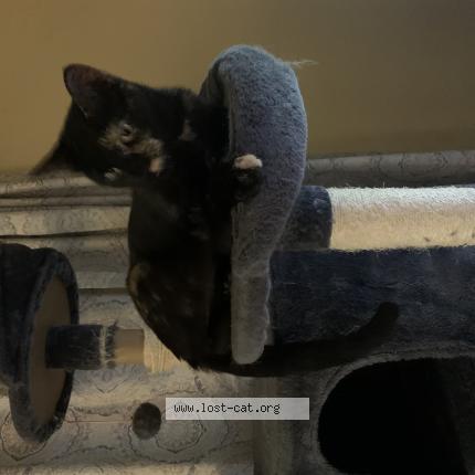 Photo 1/1 Pumpkin Chat perdu à Warr acres ok 73122