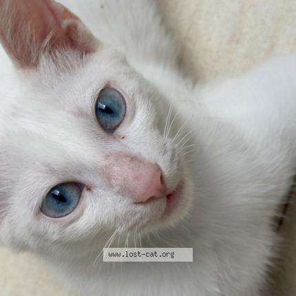 Photo 1/1 Hong Chat perdu à Cebu city upper busay la tecola