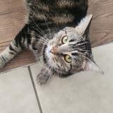 Photo de chat perdu à Carignan