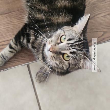 Photo 1/1 Zoly Chat perdu à Carignan