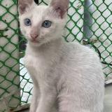 Photo de chat perdu à Cebu City