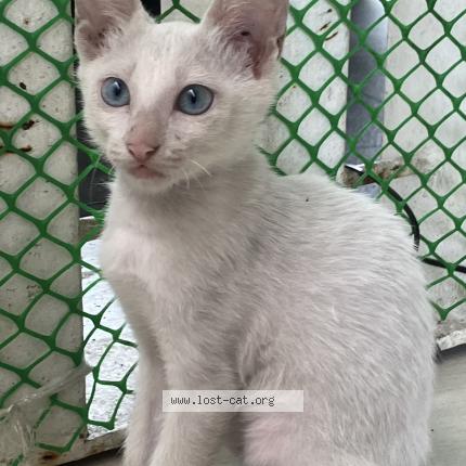 Photo 1/1 Hong Chat perdu à Cebu city