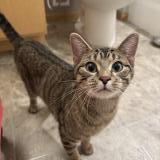 Photo de chat trouvé à Maplewood