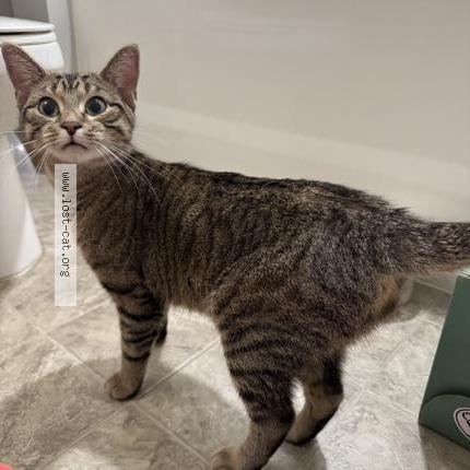 Photo 2/3 Chat trouvé Trouvé à Maplewood