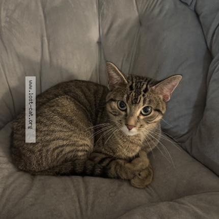 Photo 3/3 Chat trouvé Trouvé à Maplewood