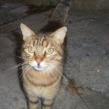 Photo de chat trouvé à Thoard