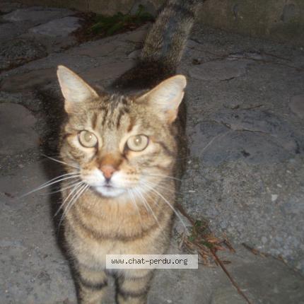 Photo 1/1 Chat trouvé Trouvé à Thoard