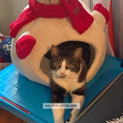 Photo 1/1 Touny Chat perdu à Bavans
