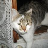 Photo de chat trouvé à Thoard