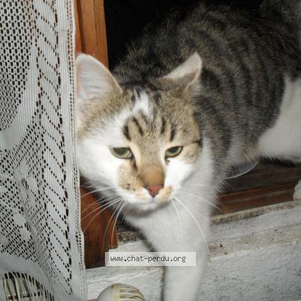 Photo 1/1 Chat trouvé Trouvé à Thoard