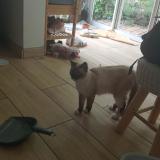 Photo de chat trouvé à Sainte Clotilde