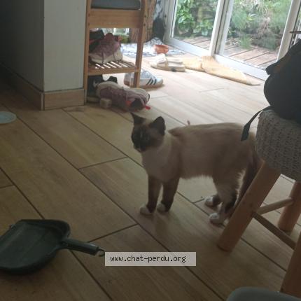 Photo 1/1 Chat trouvé Trouvé à Sainte clotilde