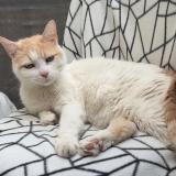 Photo de chat perdu à Beziers