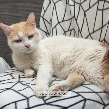 Photo 1/1 Chat retrouvé Perdu à Beziers
