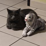 Photo de chat perdu à Denain