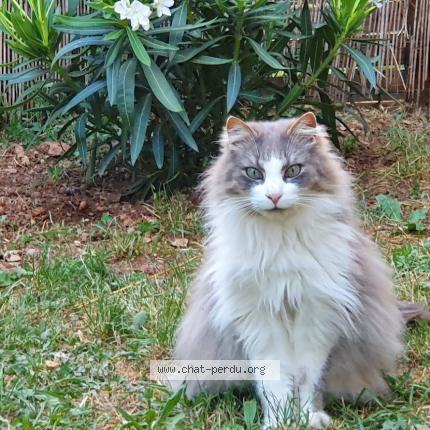 Photo 1/1 Chat retrouvé Perdu à St Christol D Albion