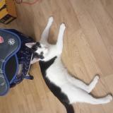 Photo de chat perdu à Quincy Voisins