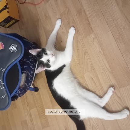 Photo 1/1 Clovis Chat perdu à Quincy voisins