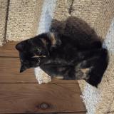 Photo de chat perdu à New Salem