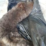 Photo de chat trouvé à Saint Genis Laval