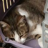 Photo de chat perdu à Ferrieres En Brie