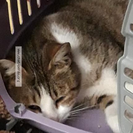 Photo 1/2 Lili Chat perdu à Ferrieres en brie