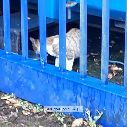 Photo 2/2 Lili Chat perdu à Ferrieres en brie