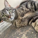 Photo de chat perdu à Vars Sur Roseix