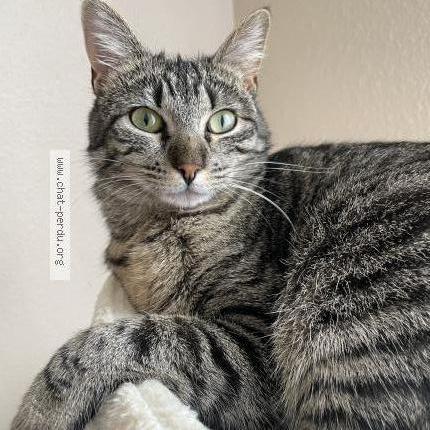 Photo 2/2 Vyctoire Chat perdu à Vars sur roseix