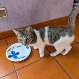 Photo de chat trouvé à Saint Jean De Maurienne