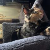 Photo de chat perdu à Edison Nj