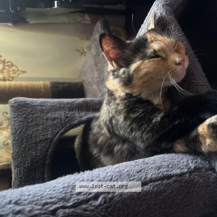 Photo 1/1 Simba Chat perdu à Edison nj