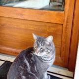 Photo de chat trouvé à Origne