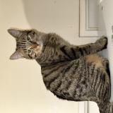 Photo de chat perdu à Bry Sur Marne