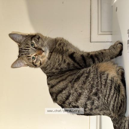 Photo 1/1 Chataigne Chat perdu à Bry sur marne