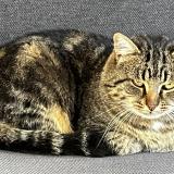 Photo de chat perdu à Angers