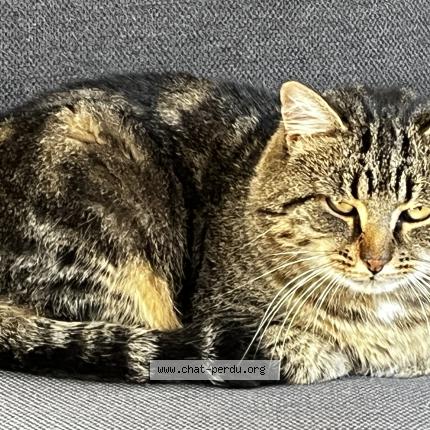 Photo 1/1 Raoul Chat perdu à Angers