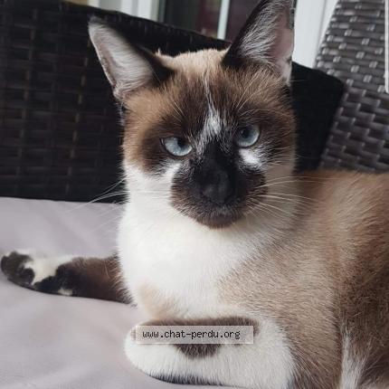 Photo 1/1 Salem Chat perdu à Cantenay epinard