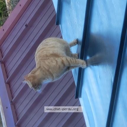 Photo 1/1 Chat trouvé Trouvé à Loos