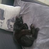 Photo de chat perdu à Tripleville