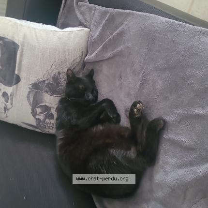 Photo 1/1 Uno Chat perdu à Tripleville