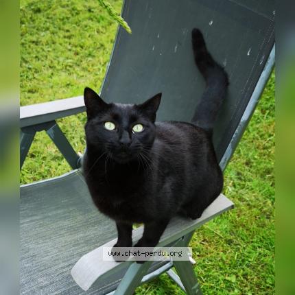 Photo 1/1 APOLLO Chat perdu à Issepts