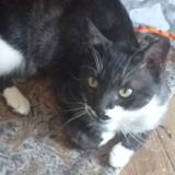 Photo de chat perdu à Gray La Ville