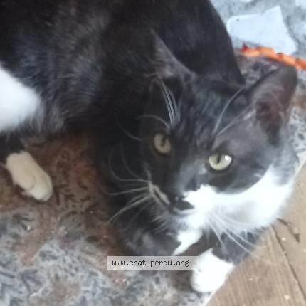 Photo 1/1 Merlin Chat perdu à Gray la ville